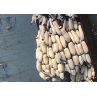 【供】求購淺水蓮藕種苗